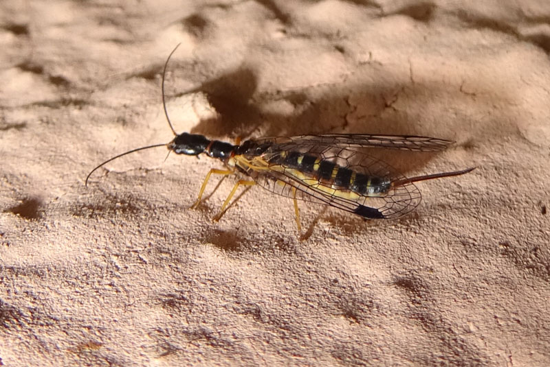 Parainocellia bicolor o crassicornis - Inocellidae